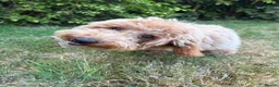 Poochon dogs for sale: Beautiful 6 month old Poochon for rehoming - Advert 4