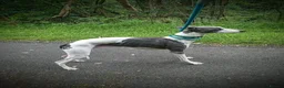 Whippet dogs for sale: Whippet puppies  in Tonbridge - Advert 12