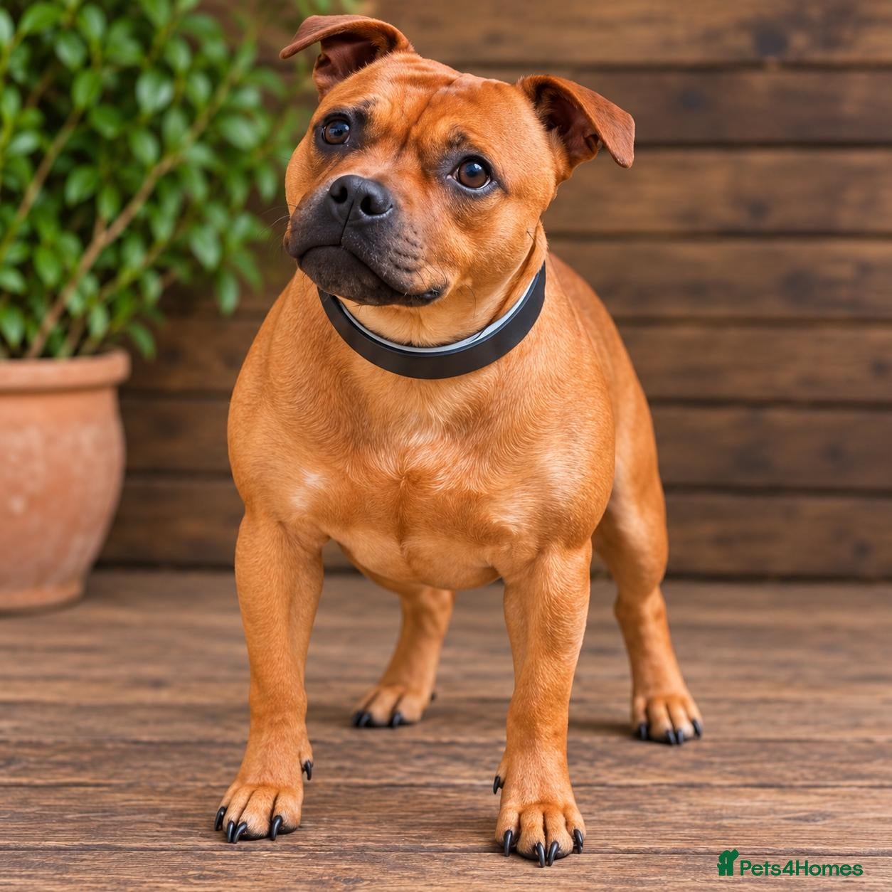 Staffordshire Bull Terrier dogs SOLID RED FEMALE AVAILABLE  - Advert 1