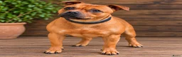 Staffordshire Bull Terrier dogs for sale: SOLID RED FEMALE AVAILABLE  - Advert 1