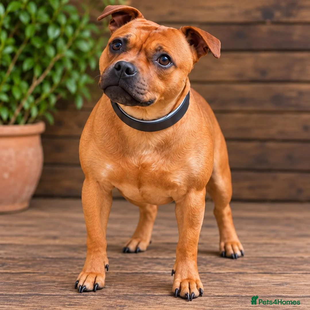Staffordshire Bull Terrier dogs for sale: SOLID RED FEMALE AVAILABLE  - Advert 1