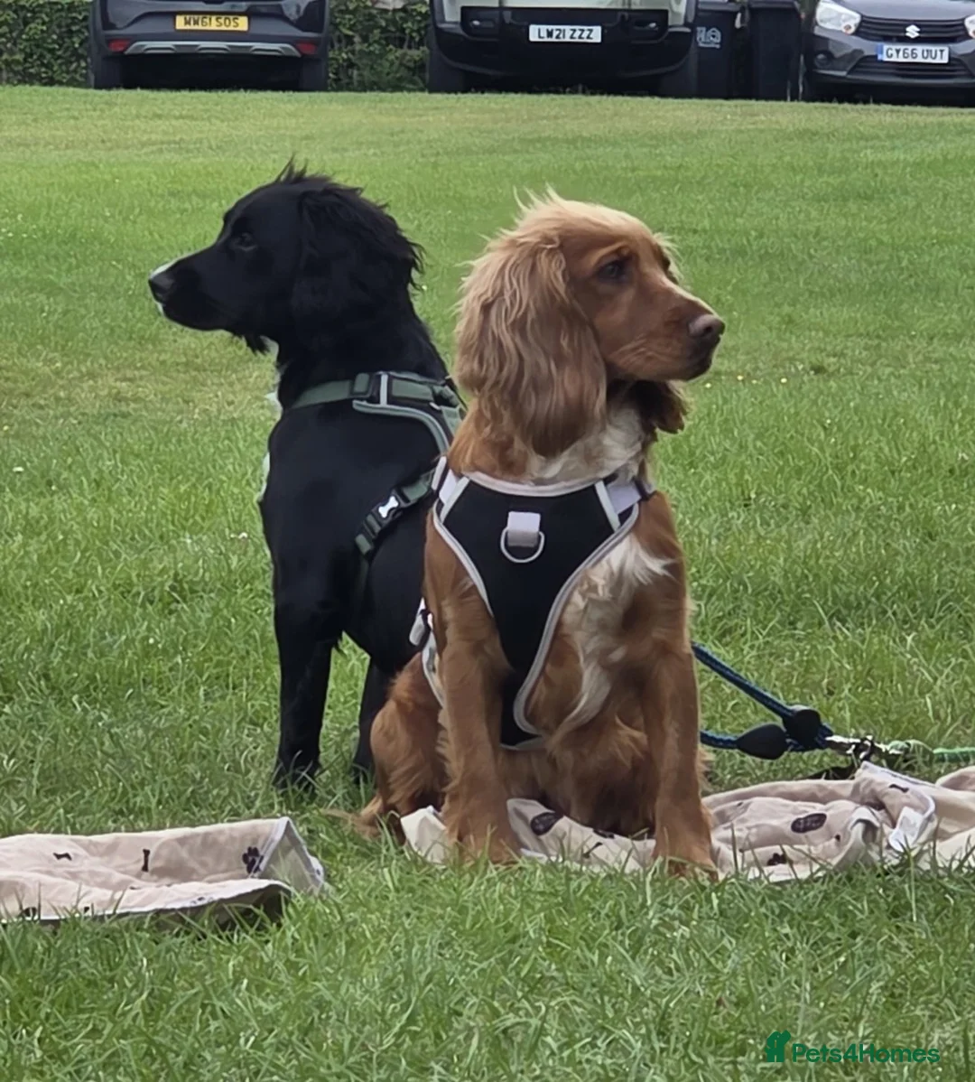 Cocker Spaniel dogs for sale: Cocker Spaniel - Advert 2