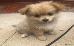 Pomeranian dogs for sale: Pomeranian girls  - Image 4