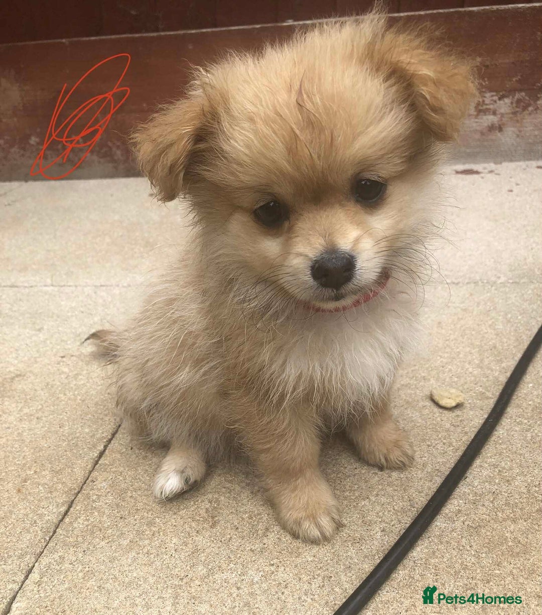 Pomeranian dogs for sale: Pomeranian girls  - Image 4