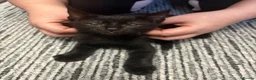 Mixed Breed cats for sale: 3 kittens  - Advert 2