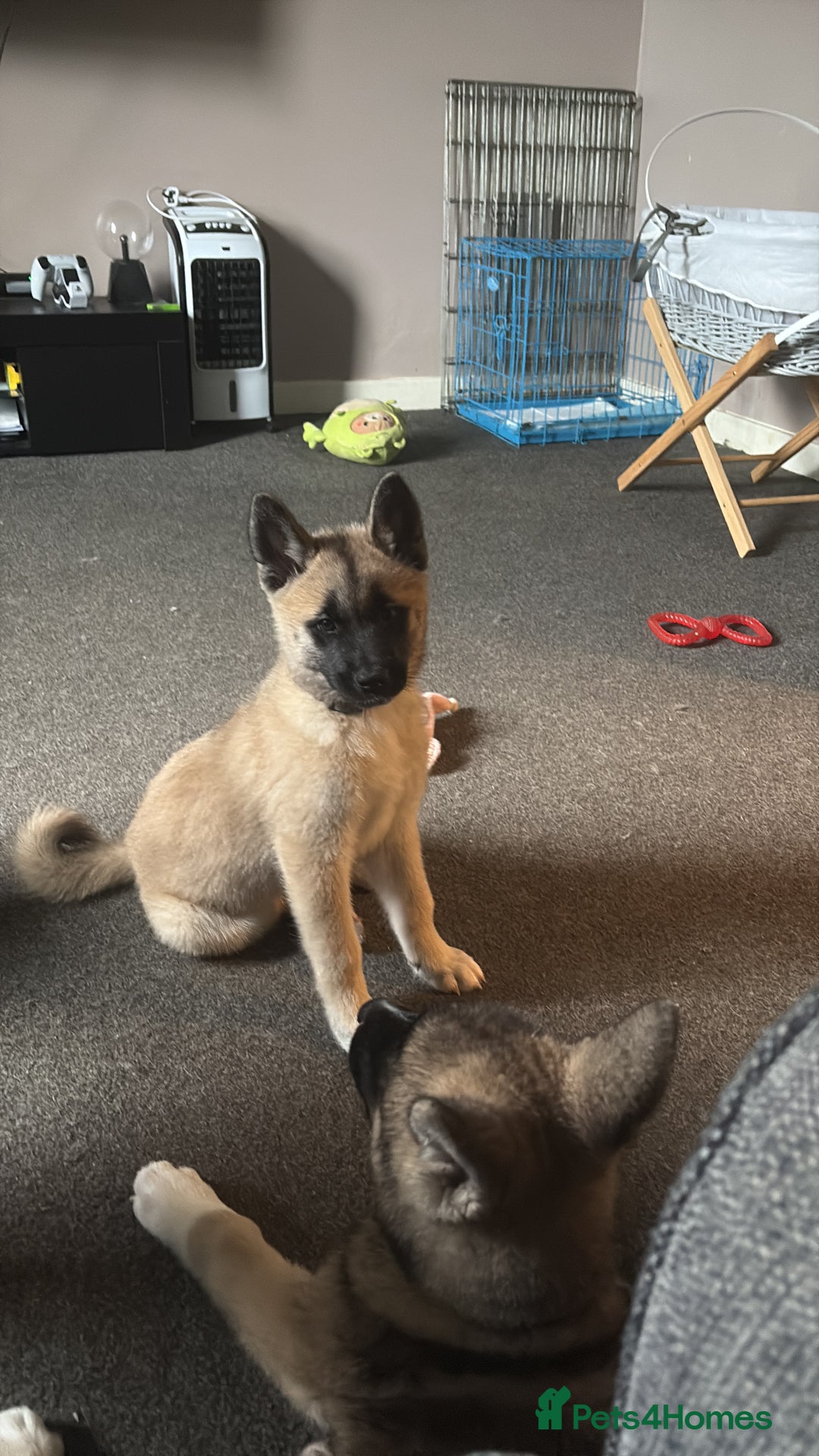 Mixed Breed dogs for sale: 13 weeks old American Akita mix - Image 5