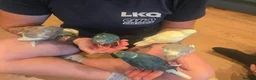 Parakeets birds for sale: Kakariki babies  - Advert 7