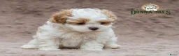 Shihpoo dogs for sale: DonnaJays something truly special 🌟🌟🌟🌟🌟 - Advert 7