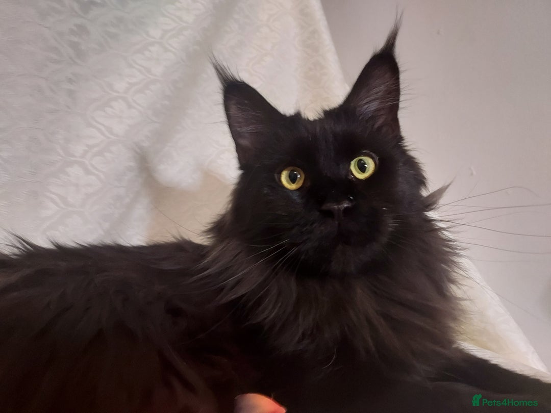 Maine Coon cats for sale: GCCF Registered Pure Maine Coon Kittens For Sale  - Image 14