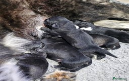 Caucasian Shepherd Dog dogs for sale: Caucasian Shepherd puppies  - Image 3
