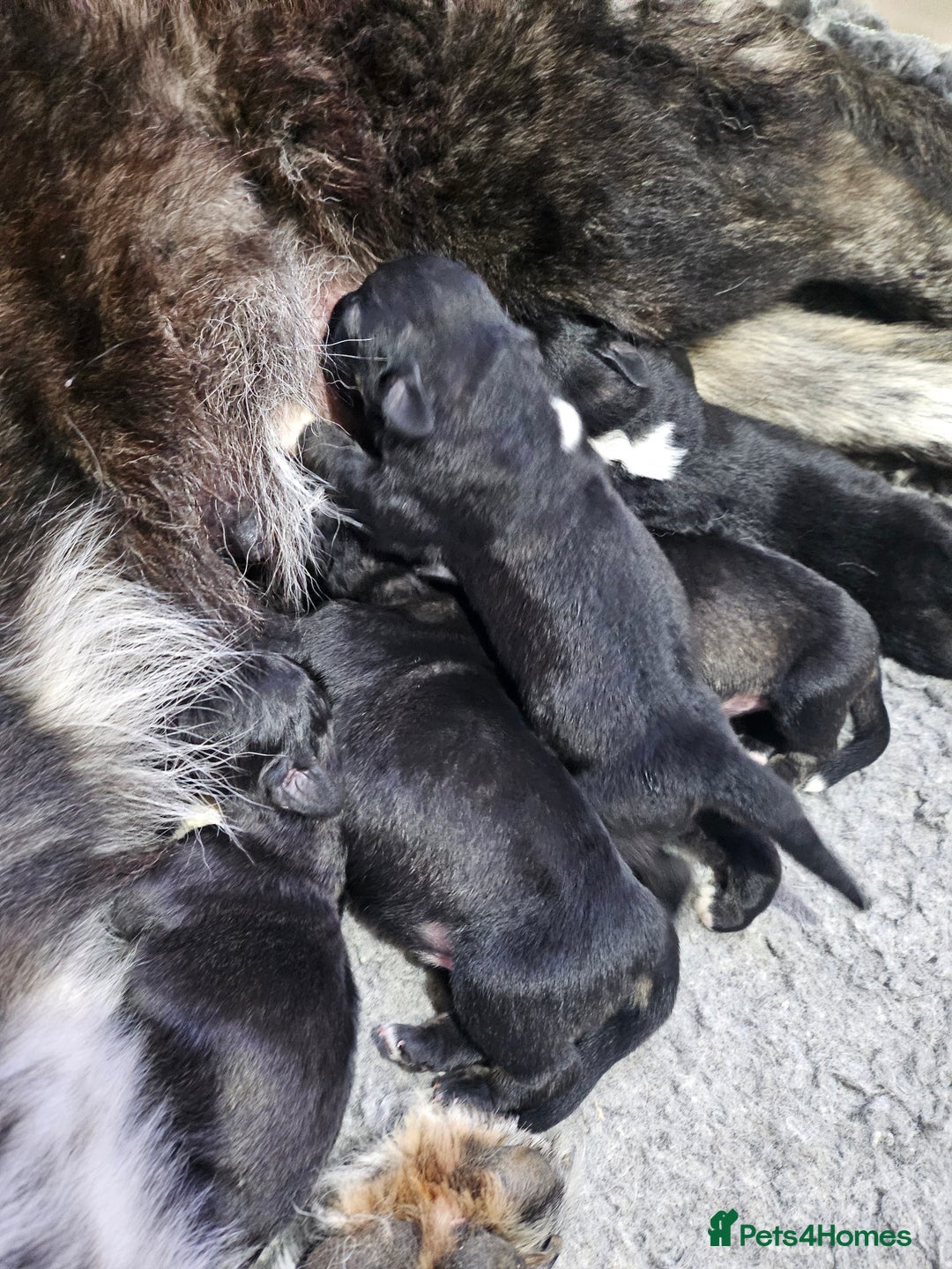 Caucasian Shepherd Dog dogs for sale: Caucasian Shepherd puppies  - Image 3