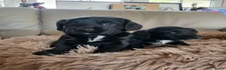 Cocker Spaniel dogs for sale: Kc reg cocker puppies  - Advert 10