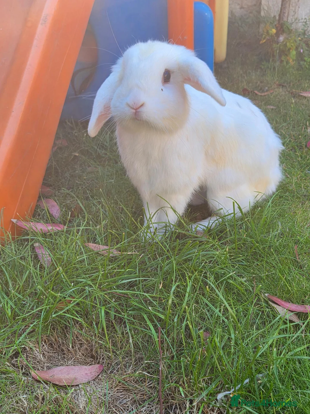 Mini Lop rabbits for sale: White mini lop in Lowestoft - Advert 2