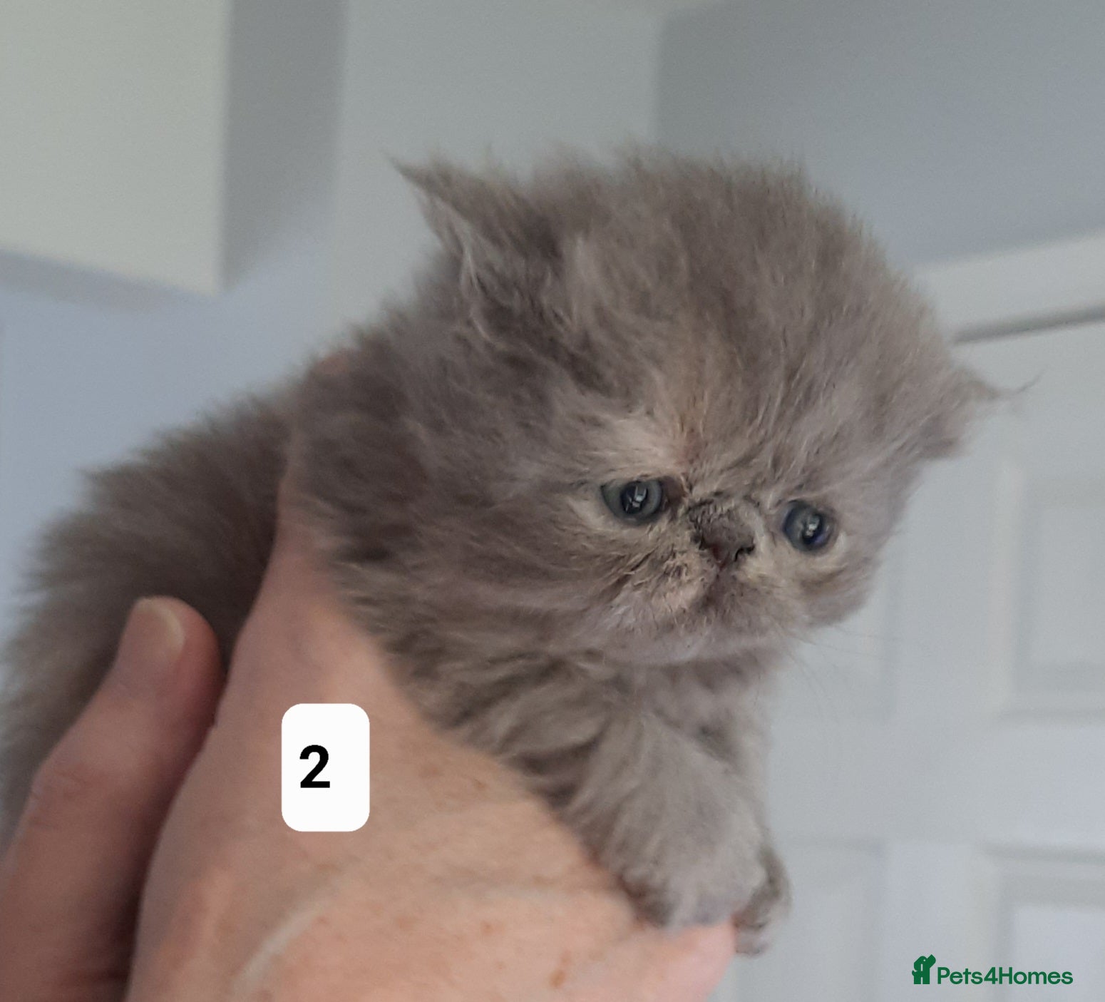 Persian cats GCCF Registered Persian kittens  - Advert 1