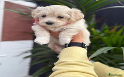 Maltipoo dogs for sale: ❤️Maltipoo beutifull puppies healthy checked❤️😍🥰 - Image 21