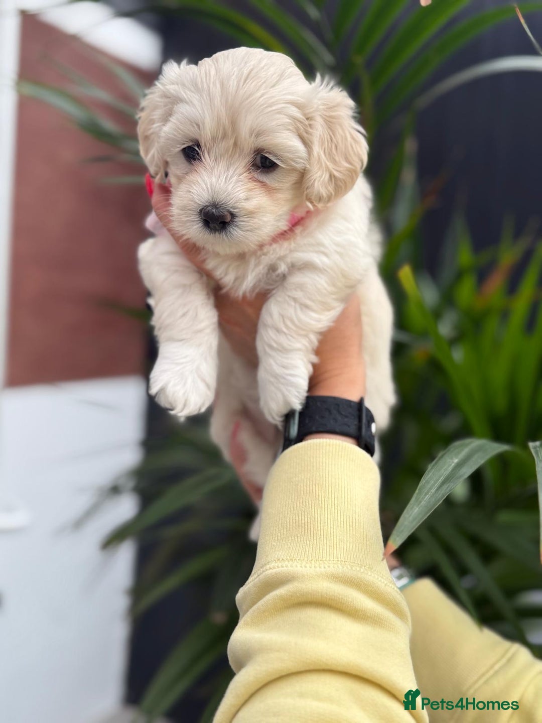 Maltipoo dogs for sale: ❤️Maltipoo beutifull puppies healthy checked❤️😍🥰 - Image 21