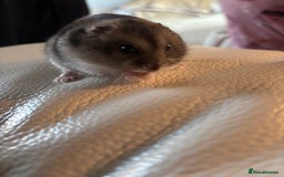 Hamster rodents for sale: Dwarf hamster for re-homing  - Image 2