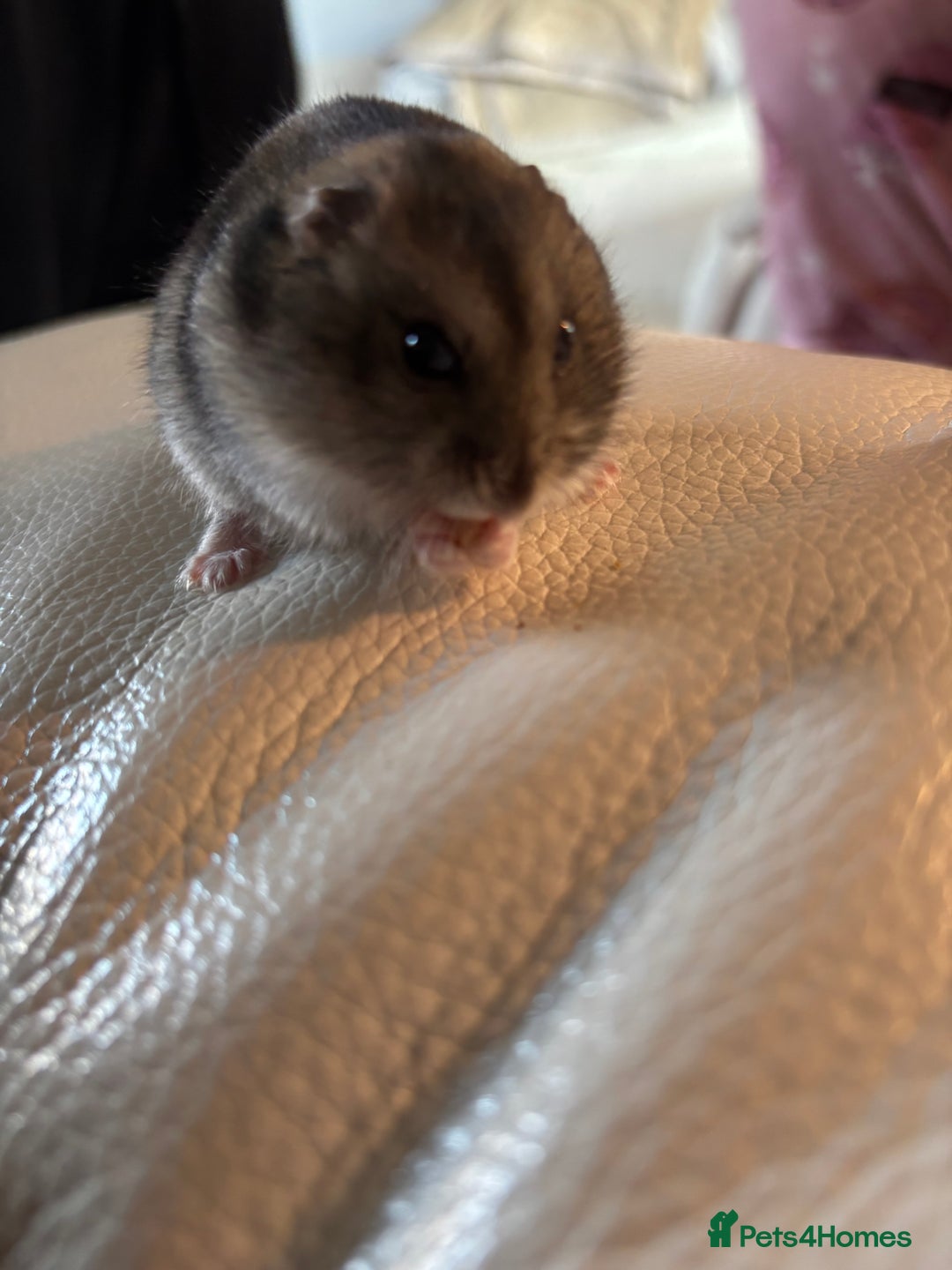 Hamster rodents for sale: Dwarf hamster for re-homing  - Image 2