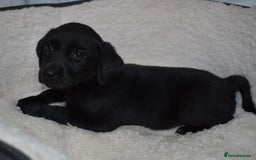 Labrador Retriever dogs for sale: Quality Pedigree Black Girl **WILLOW** - Image 4