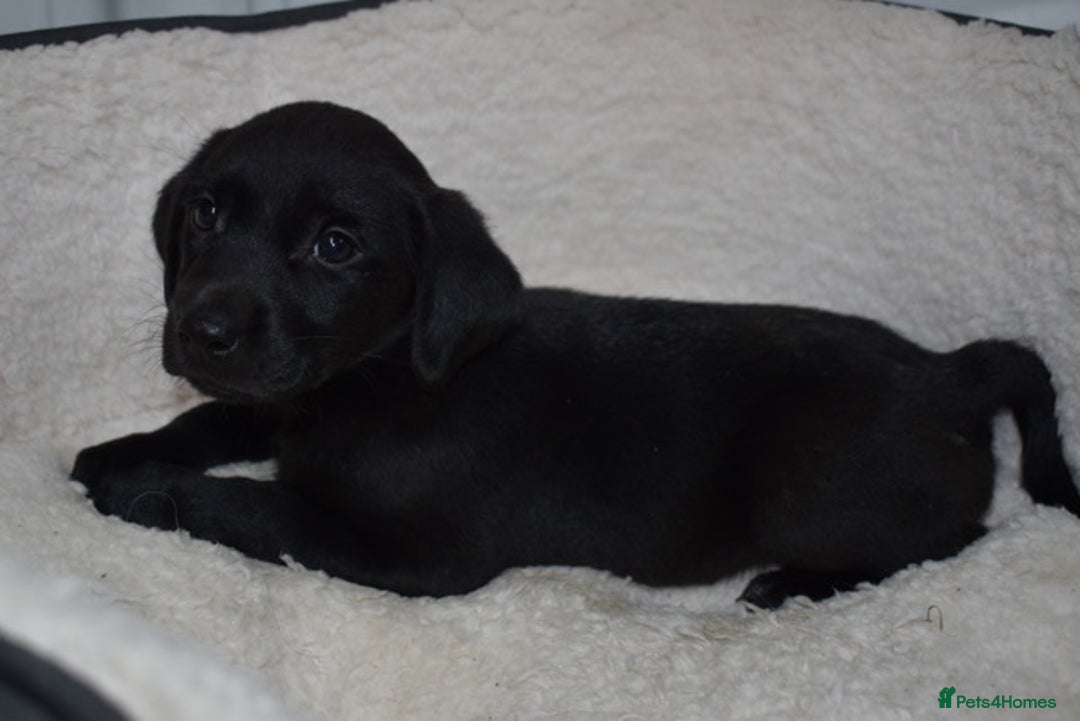 Labrador Retriever dogs for sale: Quality Pedigree Black Girl **WILLOW** - Image 4