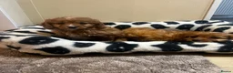 Cavapoo dogs for sale: Gorgeous Cavapoo Puppies Ready for Their New Homes - Advert 5