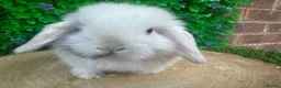 Mini Lop rabbits for sale: Stunning purebred mini lop bucks ready to reserve - Advert 5