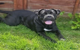 Mixed Breed dogs for sale: Mastiff x Rottweiler  - Image 17