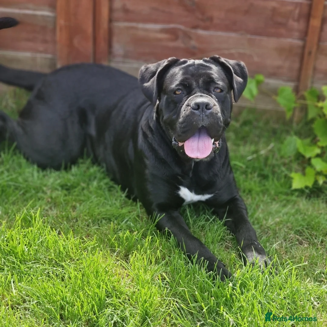 Mixed Breed dogs for sale: Mastiff x Rottweiler  - Image 17
