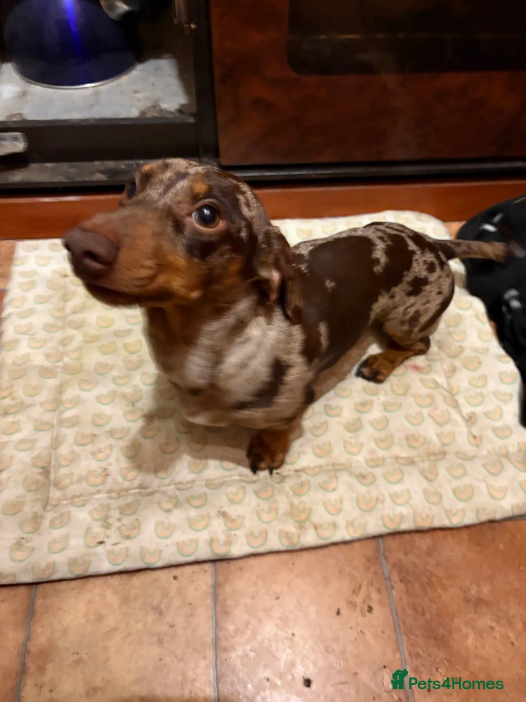 Miniature Dachshund dogs for stud: Miniature Dachshund Stud  - Advert 2