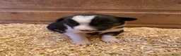 Border Collie dogs for sale: Border Collie Puppies For Sale  - Advert 2