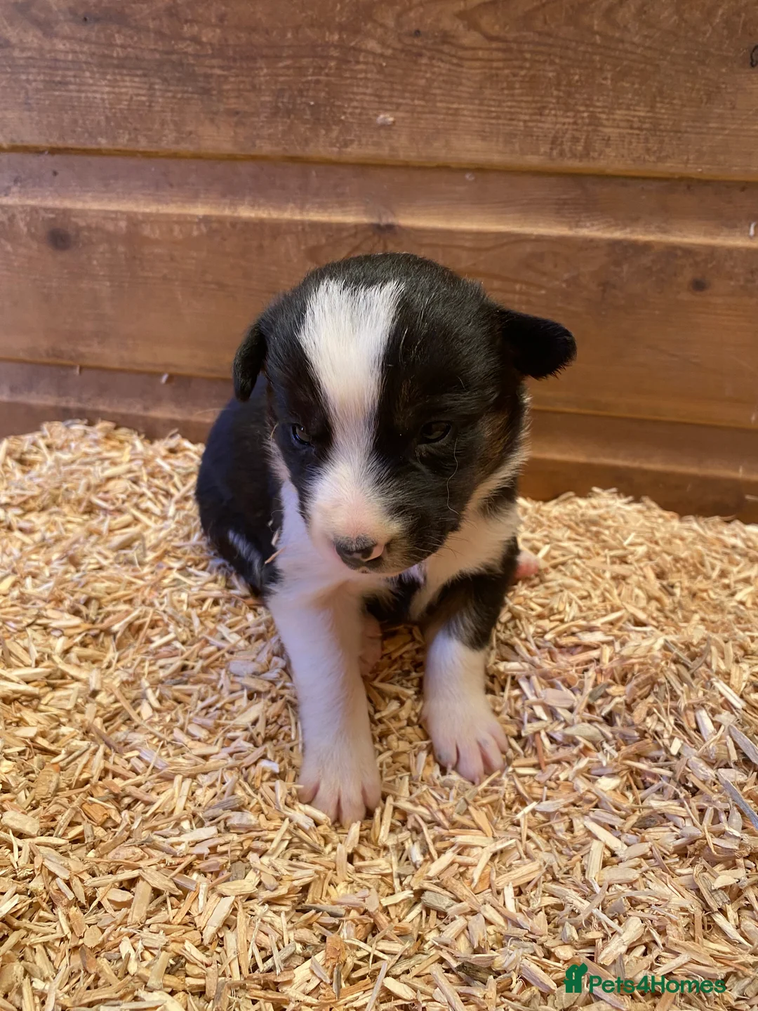 Border Collie dogs for sale: Border Collie Puppies For Sale  - Advert 2