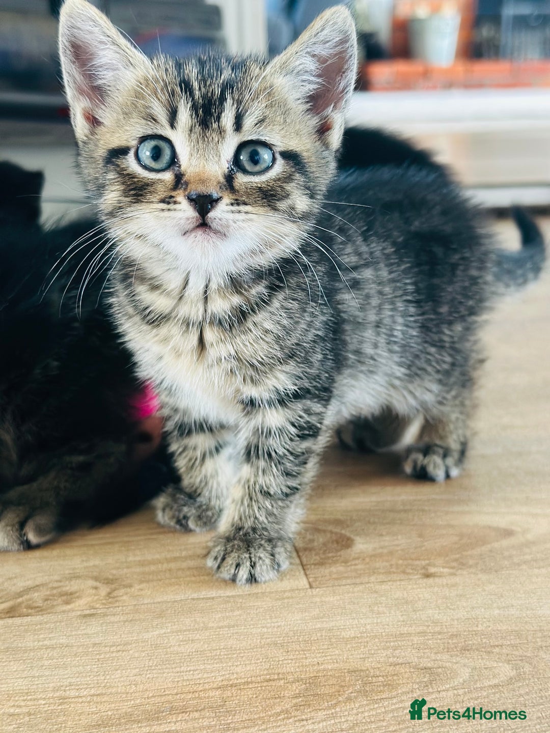 Mixed Breed cats for sale: Kittens for sale - Image 4