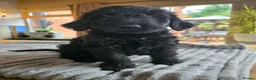 Labradoodle dogs for sale: 4 Beautiful female Labradoodles Ready to go! - Advert 31