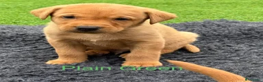 Green Collar
