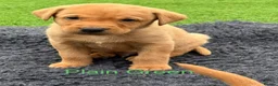 Labrador Retriever dogs for sale: Gorgeous dark Fox Red Pedigree Labs - Advert 5