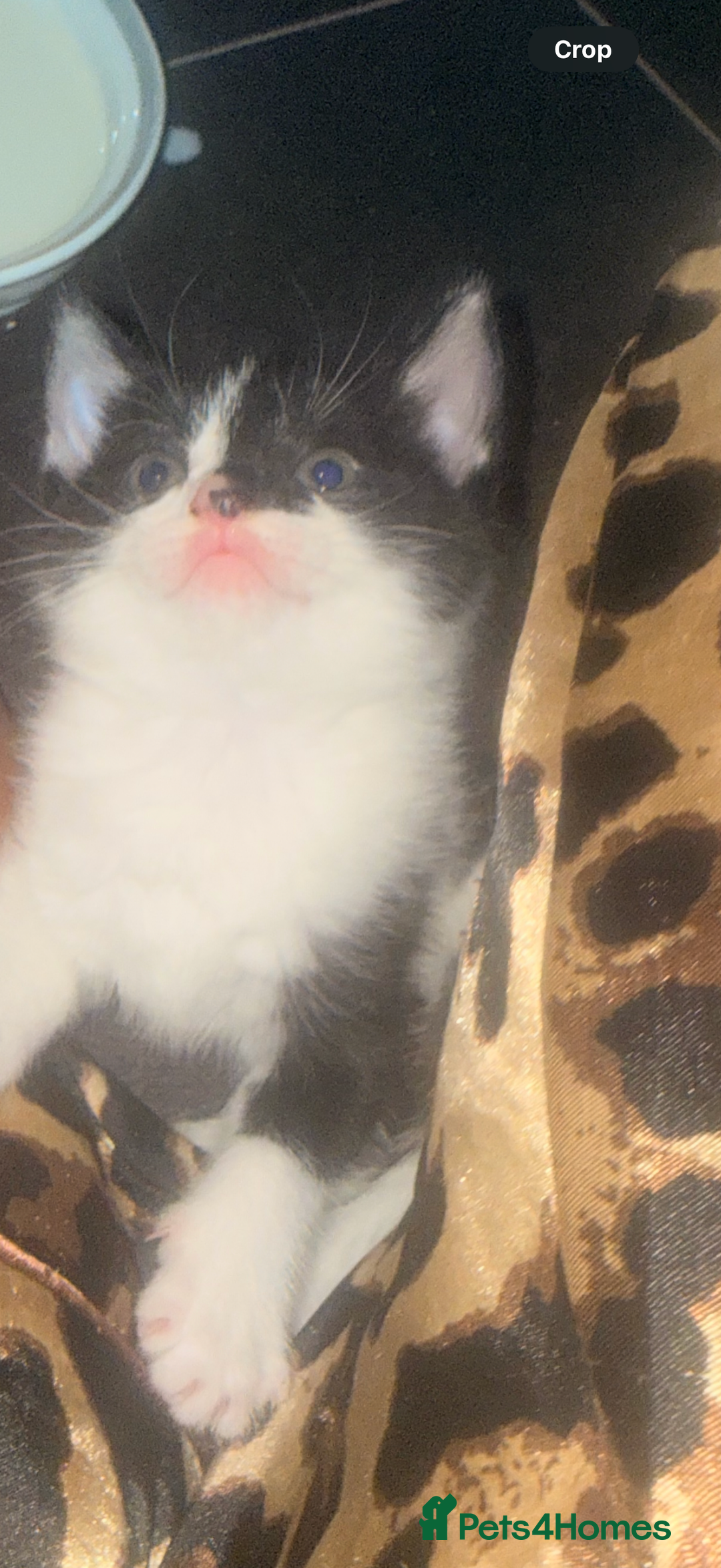 British Shorthair cats for sale: Beautiful kittens  - Image 11