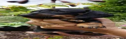 Dachshund dogs for sale:  LAST GIRL LEFT (DACHSHUND ) ready to go NOW  - Advert 6