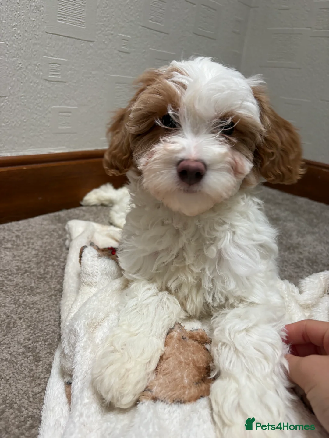 Cavapoochon dogs for sale: Cavapoochon puppies  - Advert 2