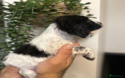 Sprocker dogs for sale: Sprocker puppies  - Image 10