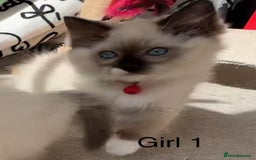 Ragdoll cats for sale: 7 Cute Ragdollyanna kittens  - Image 6
