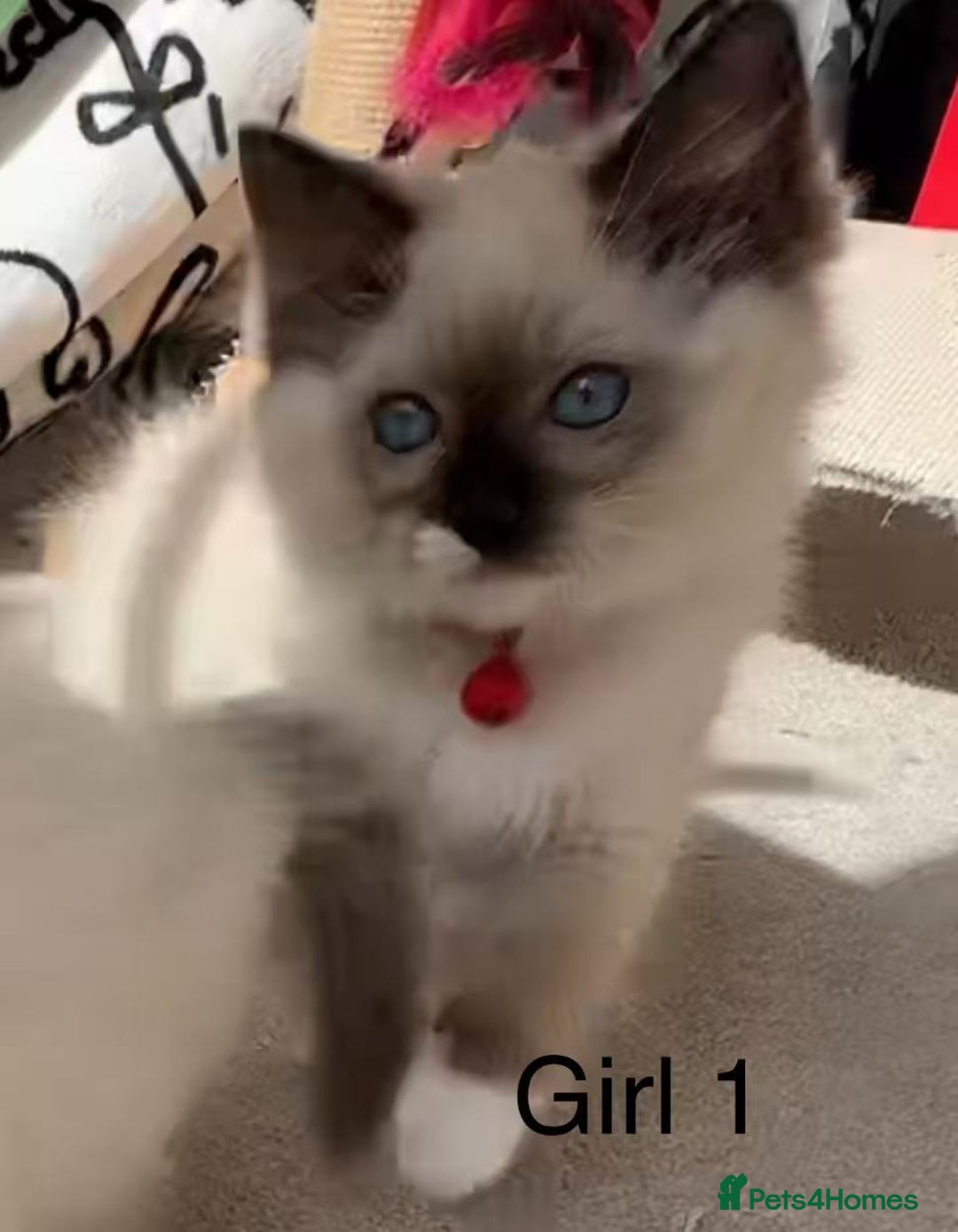 Ragdoll cats for sale: 7 Cute Ragdollyanna kittens  - Image 6