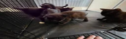 Mixed Breed cats for sale: Kittens for Sale in Bridlington - Advert 7