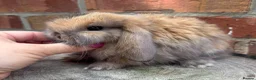 Mini Lop rabbits for sale: Pedigreed pure bred mini lops  - Advert 26