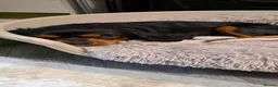 Cavalier King Charles Spaniel dogs for sale: KC reg female Black / Tan king Charles Cavalier - Advert 6
