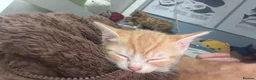 Mixed Breed cats for sale: Ginger and white kittens  - Advert 12