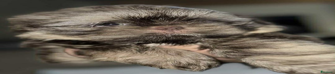 Shih Tzu Puppy 2