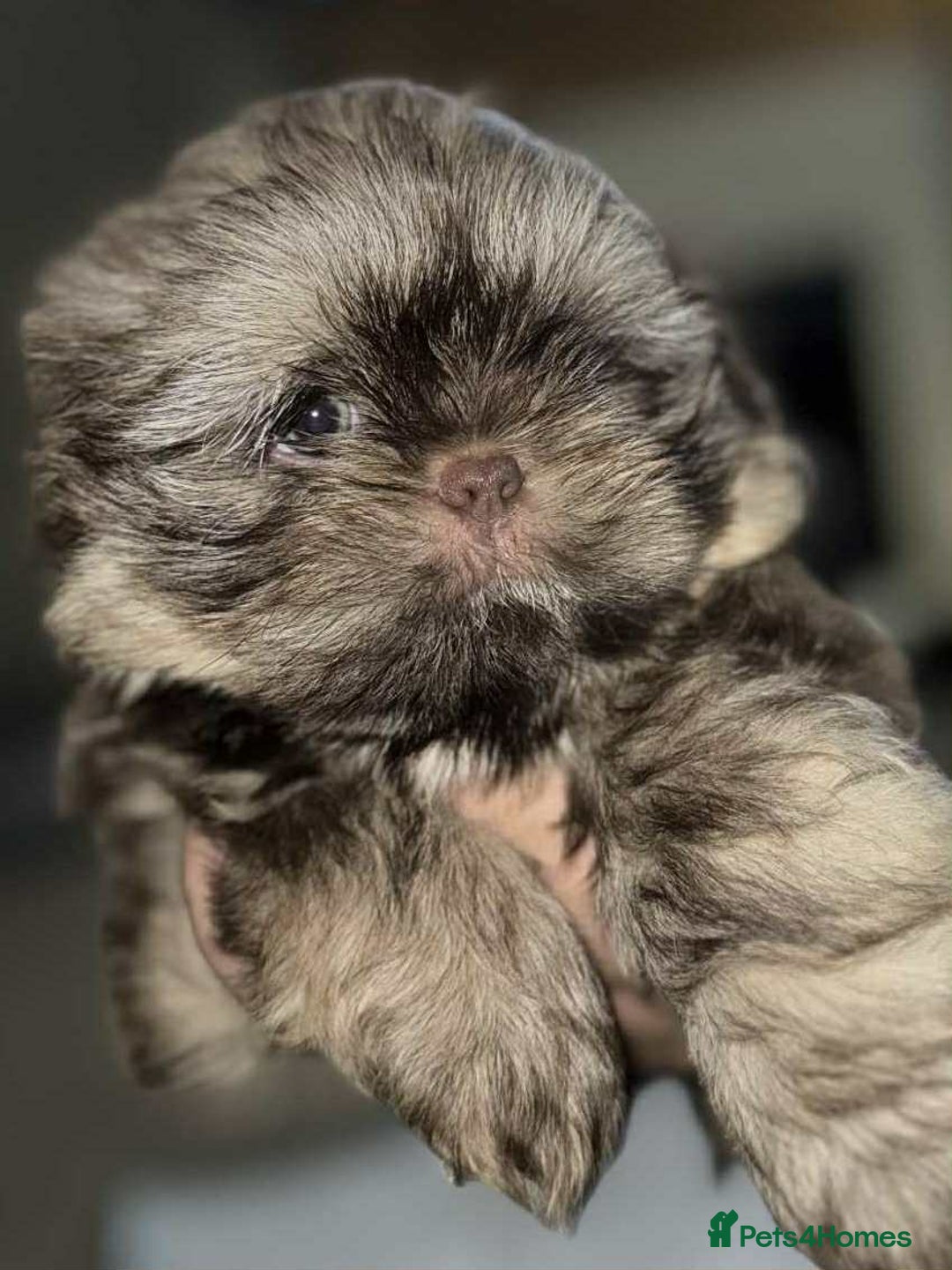 Shih Tzu dogs for sale: Imperial shih tzu pups - Image 1