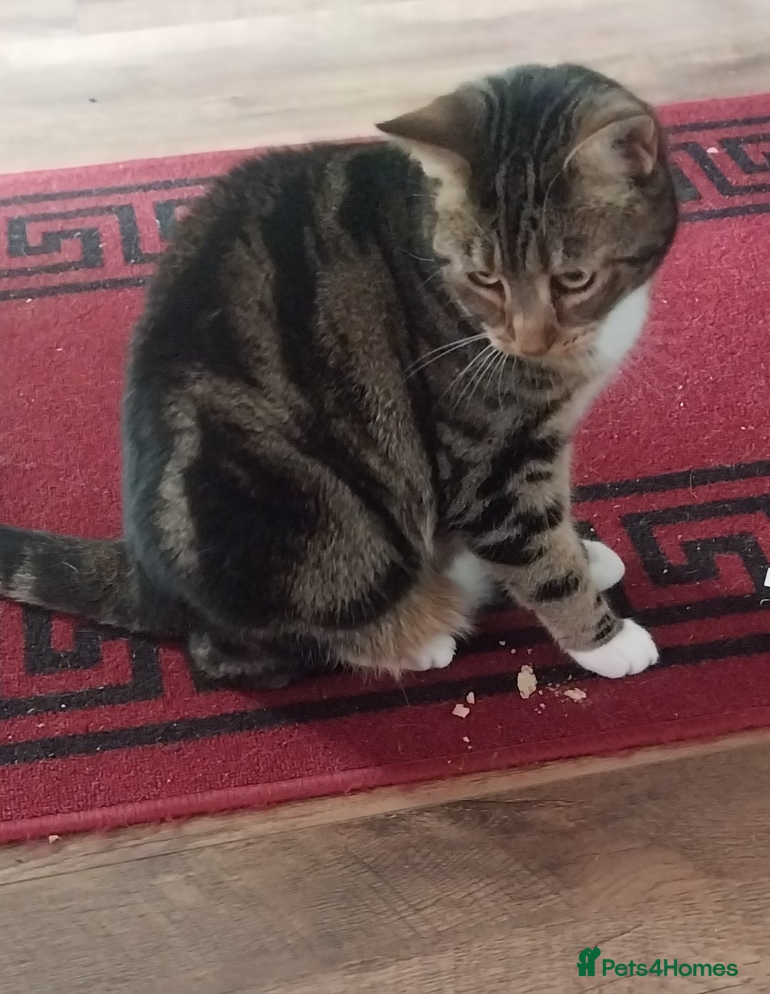 European cats for sale: Female indoor cat looking for rehoming - Image 1