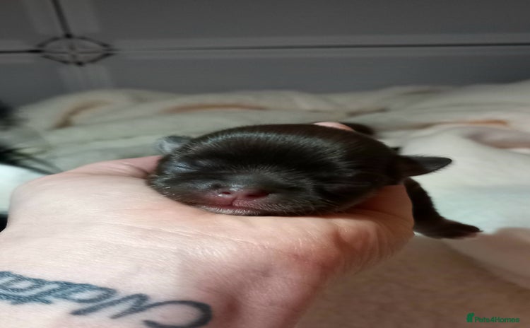 Chihuahua dogs - Advert 8