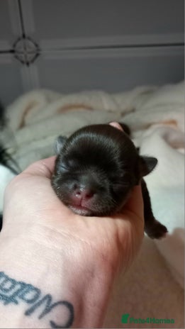 Chihuahua dogs - Advert 8